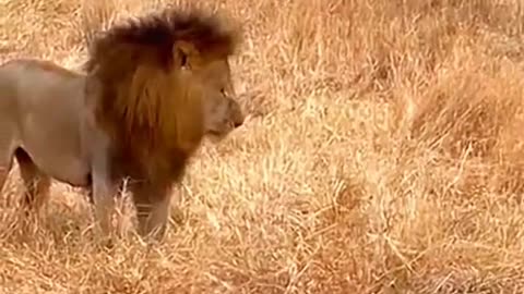 Lion attacks on leopard