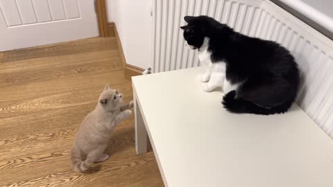 Angry Cat Hisses At New Kitten