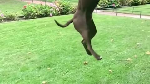 Dogs That Fly American Pit Bull Terriers Show Their jumping agility #short