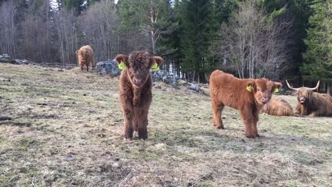 Scottish Highland Cattle In Finland At the pasture with cows and calves April 29th 2018