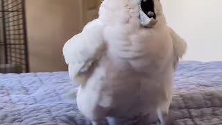 Cockatoo Screams at Owner's Singing