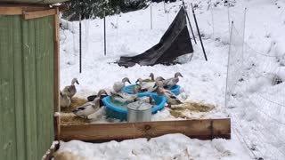 Frozen duck pools silver