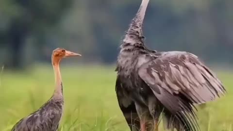 Amazing Animal Ceremony