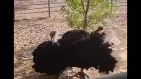 Dancing Ostrich