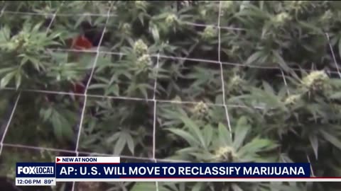 Schedule 3: U.S. to reclassify marijuana as less dangerous drug