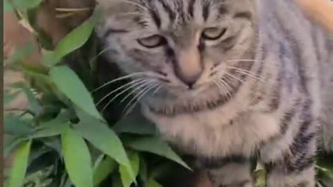 Cat Bog Viral Cute video 😹