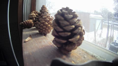 Pine cone opening in the sun