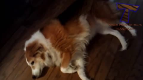 Funniest Animal Video 2023, Funniest Cat & Dogs How Dogs React When seeing stranger 19-Running