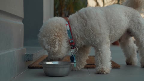 white dog eats food from a bowl