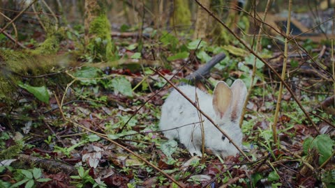 A rabbit foraging on the forest floor,,,