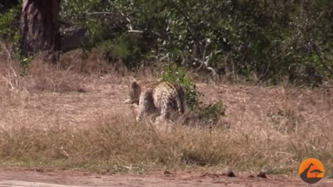 impressive leopard attacks impala