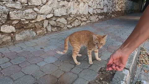 Young ginger cat asks me for food with his cute meow
