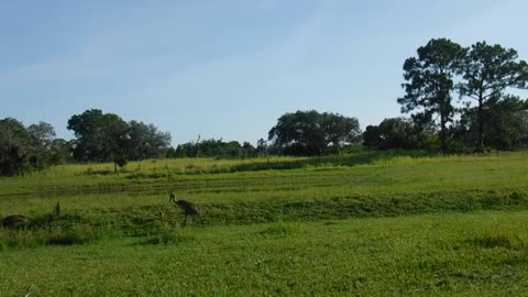 The Sandhill Cranes Brought Their Baby Today