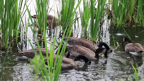 Flock of Geese eating food.