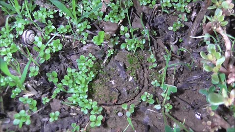 Trapdoor Spider Conducts A Huge Winter Clean Out