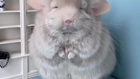 The small-eyed chinchilla is also very cute_ cute pet chinchilla