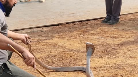 Cobra Snake Rescue