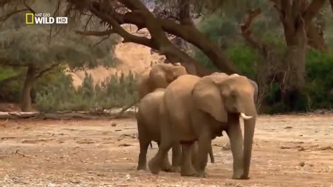 Life of Elephants [National Geographic Documentary HD 2017]