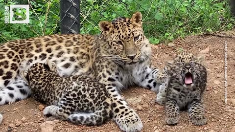 CUTE CUBS SPOTTED! Baby Leopards Cuddle with Mom at Cheyenne Mountain Zoo