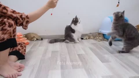 Funny cat video😂😂 2023 funny cat