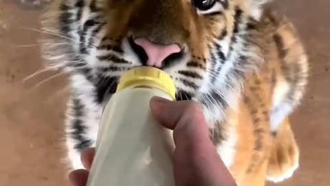 This baby tiger is so hungry!