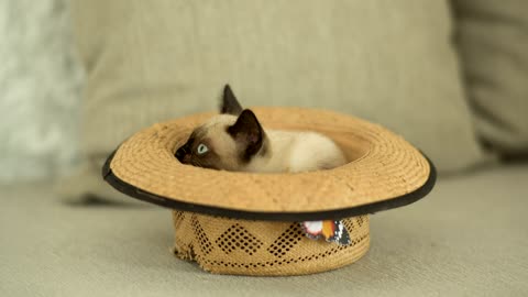 Funny Cat Video sitting inside hat