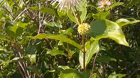 Sugar Shack Buttonbush