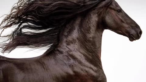 Horse in Freedom ( wild & spiritual) 2