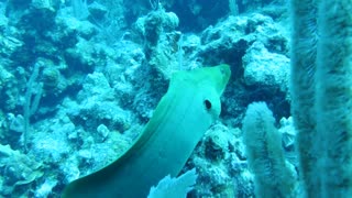 Following Moray Eel. Scuba Diving the Mesoamerican Barrier Reef off Caye Caulker, Belize