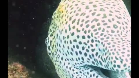 wow big moray eel scaring us! 😱😱😱