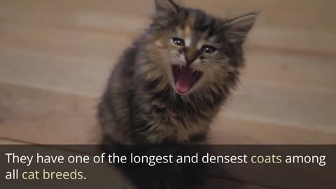 lovely facts about cats