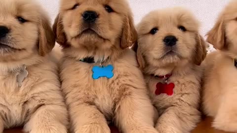 Super Cute Golden Retriever puppies