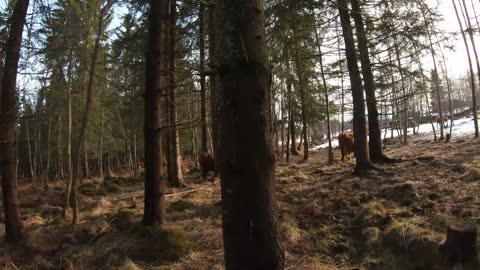 Scottish Highland Cattle In Finland Checking cows with our cat