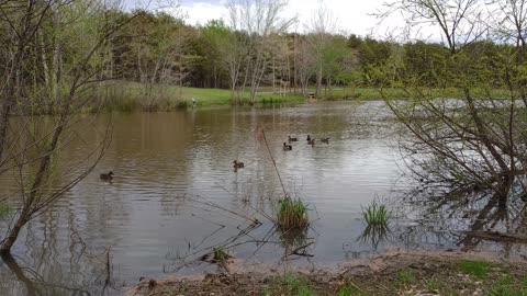 Mallard Ducks at the Pond