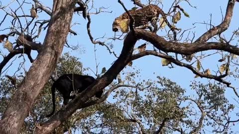 Black Panther Encounter with a Leopard on a Tall Tree 2022