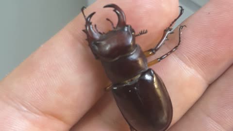 Stag beetle