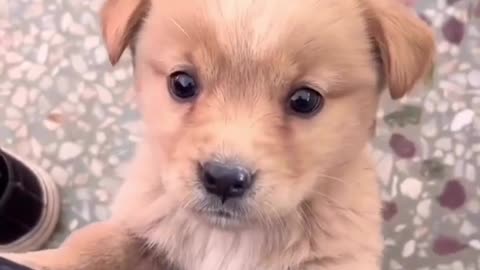 FUNNY CUTE PUPPY VIDEOS #PUPPY #rumble