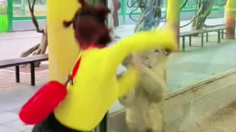 Dancing in front of hungry lion
