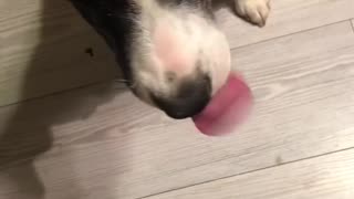 Dog vs Lemon prank gone wrong