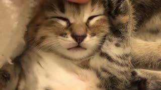 Caress the little cat while he is sleeping