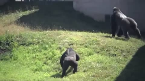 Amazing Gorila playing with child monkey so funny moment | follow me for such beautiful videos