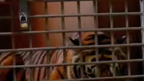 The tiger returns to its cage to eat. Tiger: Can't you let me in some?