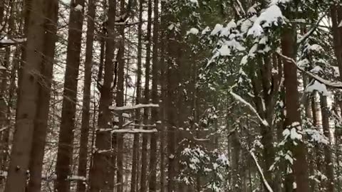 Beautiful Winter Forest Crunchy Snow Walk ASMR #Shorts