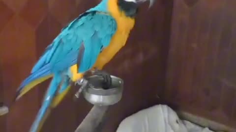 Beautiful blue and gold mocow parrot tame