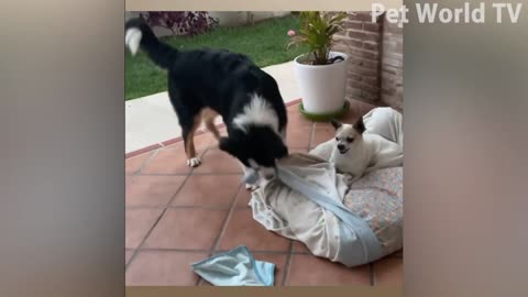 06e Best Funniest Cats and Cute Dogs Funny Animal Videos 2023