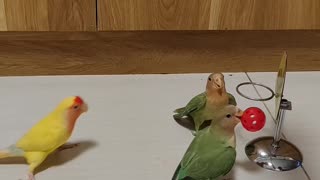 Birds Play Basketball