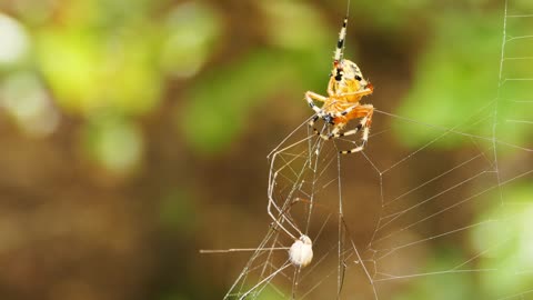 Spider Arachnid Insect Bug Animal Wildlife Hairy