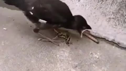 Young birds thinking food will automatically jump to their mouth