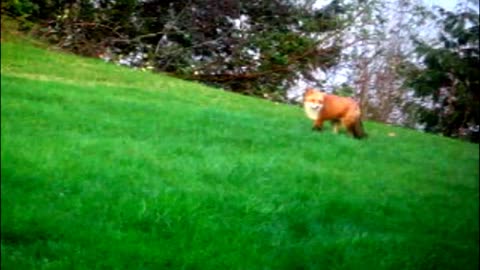 Slow motion of full grown red fox