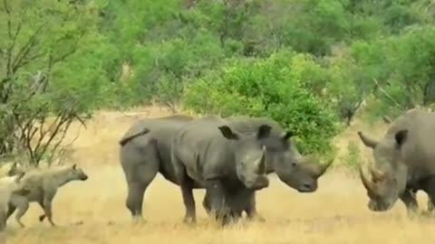Hyenas are brave enough to take on rhinos